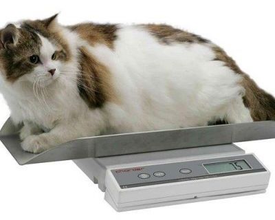 Cat scales 20kg – VetQuip Catalogue